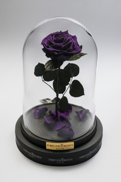 Роза в колбе Роза на прямом стебле Dark Violet