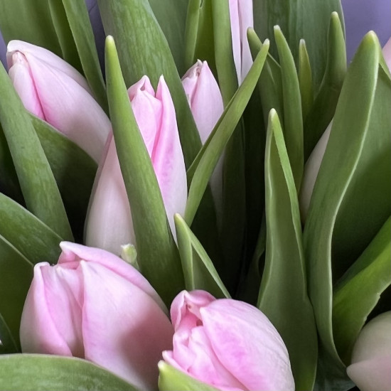 Тюльпаны Букет из 15 розовых тюльпанов