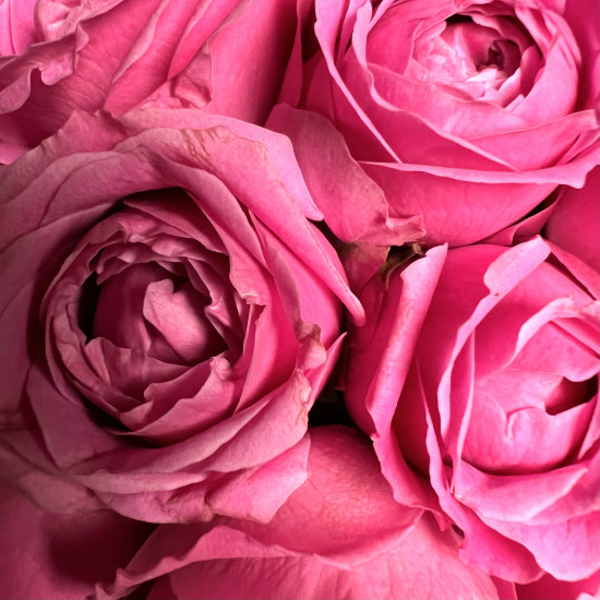 Кустовая роза Малиновые кустовые пионовидные розы в кашпо