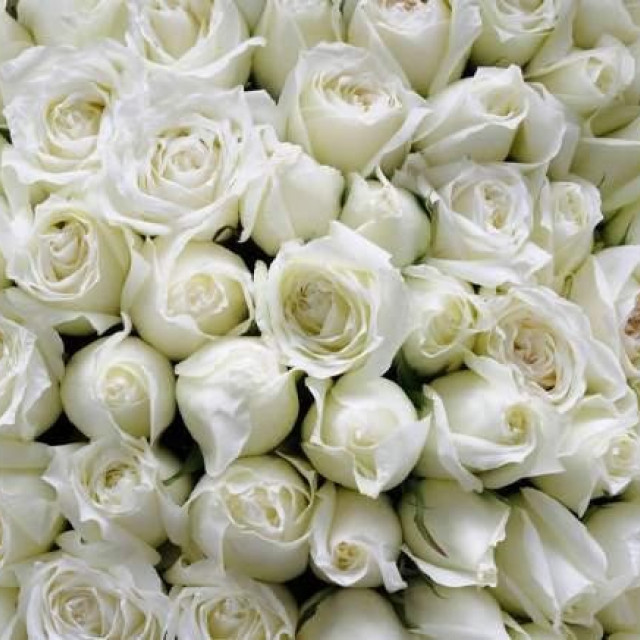 белые розы значение