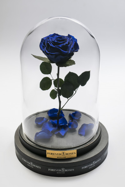 Роза в колбе Роза на прямом стебле Royal Blue