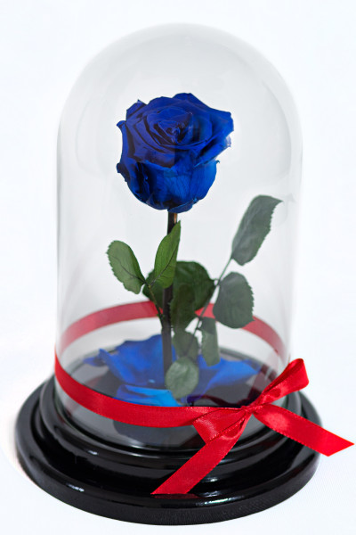 Роза в колбе Синее постоянство
