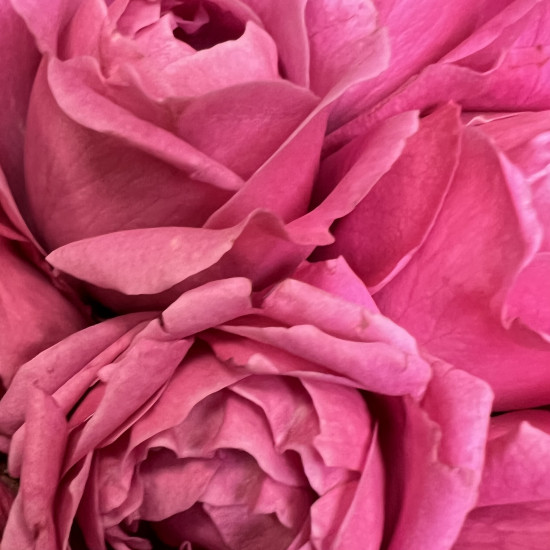 Кустовая роза Малиновые кустовые пионовидные розы в коробке "М"