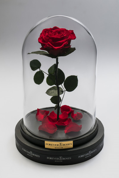 Роза в колбе Роза на прямом стебле Romantic Red