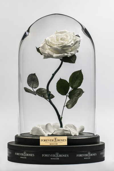 Роза в колбе Роза на изогнутом стебле White Pearl