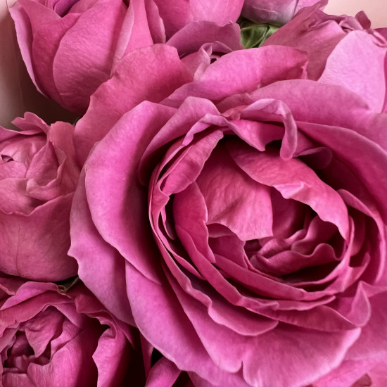 Кустовая роза Букет из 5 малиновых кустовых пионовидных роз