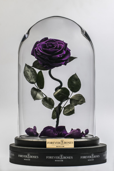 Роза в колбе Роза на изогнутом стебле Dark Violet
