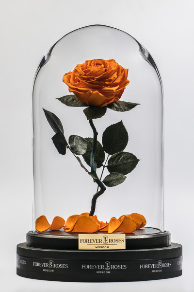 Роза в колбе Роза на изогнутом стебле Light Orange