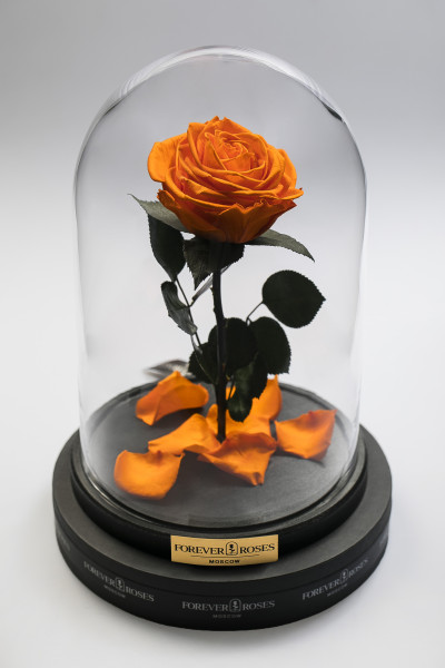 Роза в колбе Роза на прямом стебле Light Orange