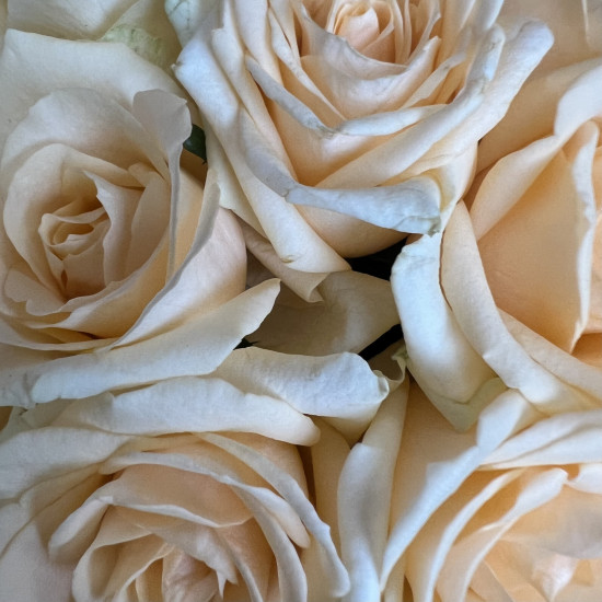 Букеты из роз Кремовые розы в шляпной коробке XS