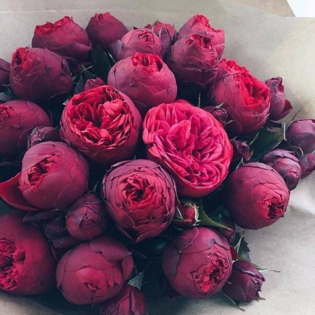 Пионовидные розы картинки доставка цветов по подписке москва