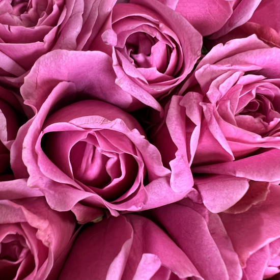 Кустовая роза Малиновые кустовые пионовидные розы Сердце "S"