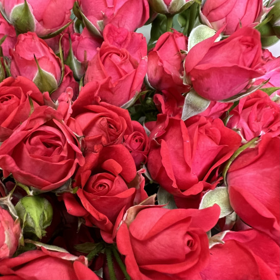 Кустовая роза Букет из 13 кустовых малиновых роз