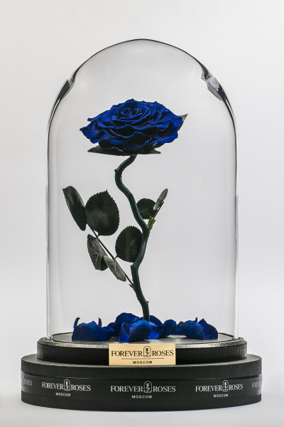 Роза в колбе Роза на изогнутом стебле Royal Blue