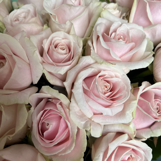 Букеты из роз Евро букет из роз Свит Аваланж 60 см 35 шт