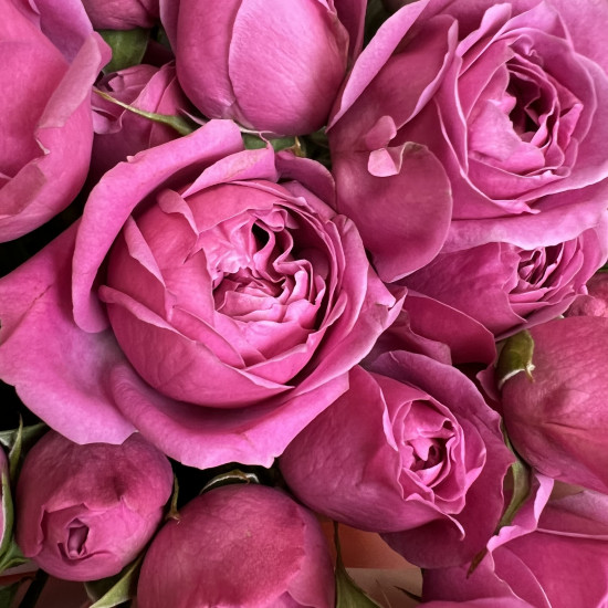 Кустовая роза Букет из 25 малиновых кустовых пионовидных роз