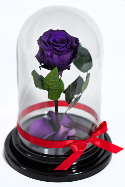 Роза в колбе Фиолетовая гармония