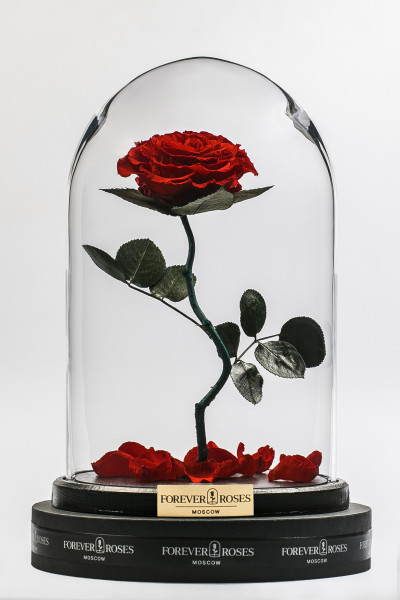 Роза в колбе Роза на изогнутом стебле Romantic Red