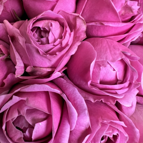 Кустовая роза Малиновые кустовые пионовидные розы Сердце "М"